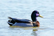 purple-headed-mallard-rare-duck-charline-xia.jpg