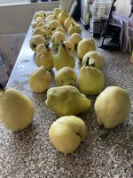 Quince harvest 2022.jpeg