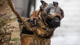 Chinooks on Op PELEDA were visited by working dogs and their handlers at Amari Air Base, Eston...jpg