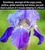 1689352798066.png