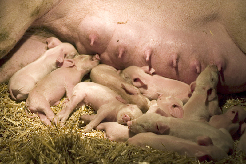 Gestating & Lactating Sows